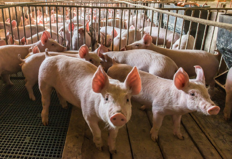 Agrari-distribucio-de-productes-agricoles-agricultura-ramaderia-setna-porcs-i-truges-2